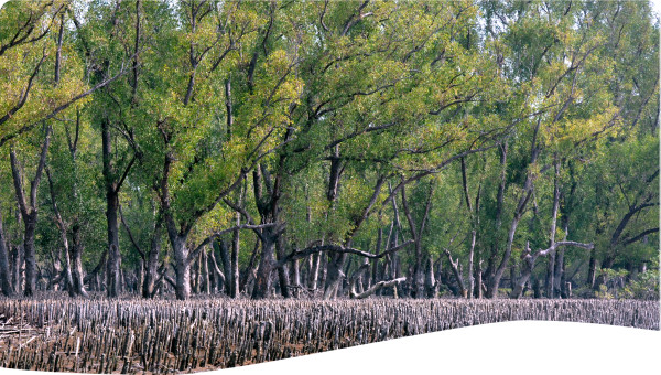 Nature based solutions