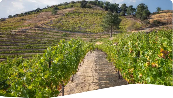 Photo by Christos Zoumides