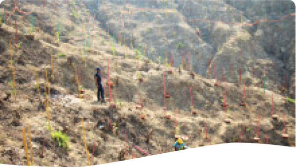 Dry Season Planting Trial